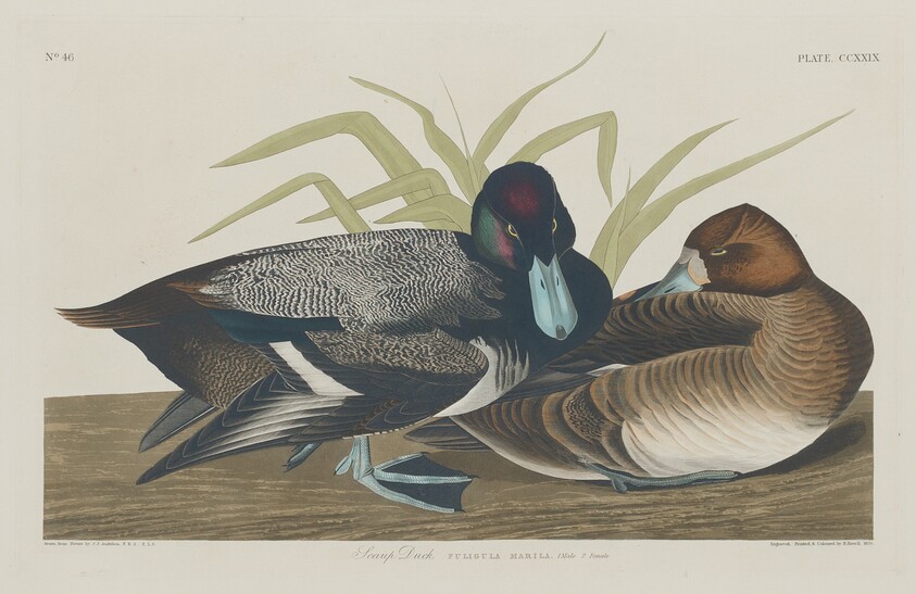 Scaup Duck