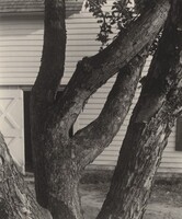 Apple Tree, Alfred Stieglitz, 1921