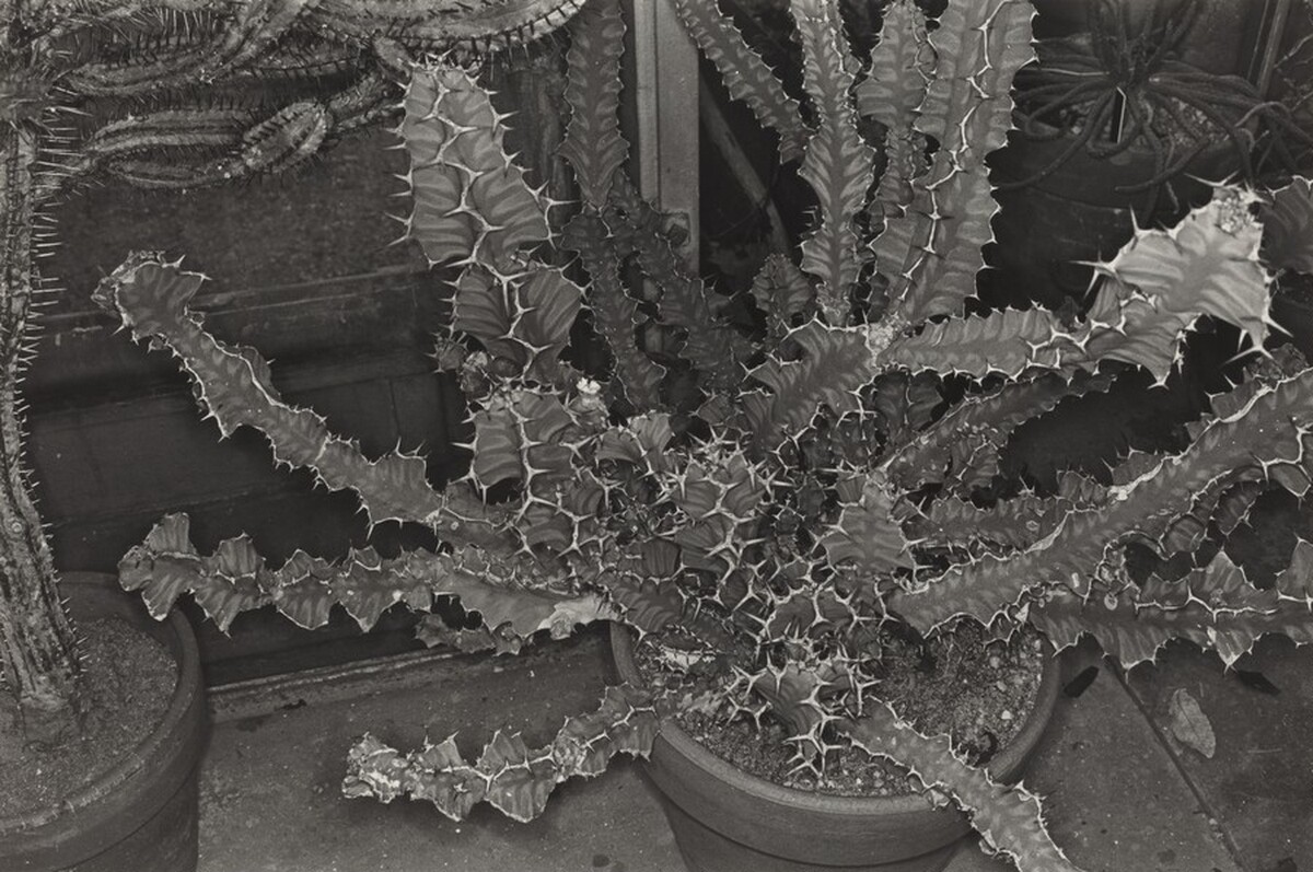 Cactus, Brooklyn Botanical Gardens