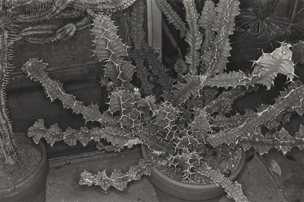 Cactus, Brooklyn Botanical Gardens