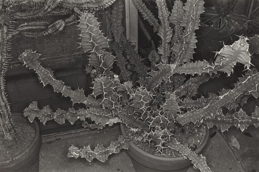 Cactus, Brooklyn Botanical Gardens