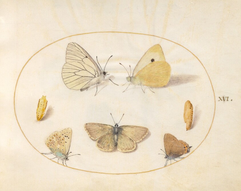 Plate 16: Black-Veined White, Clouded Yellow, Black Hairstreak(?), Geranium Argus(?), and Common Blue Butterflies with Two Chrysalides