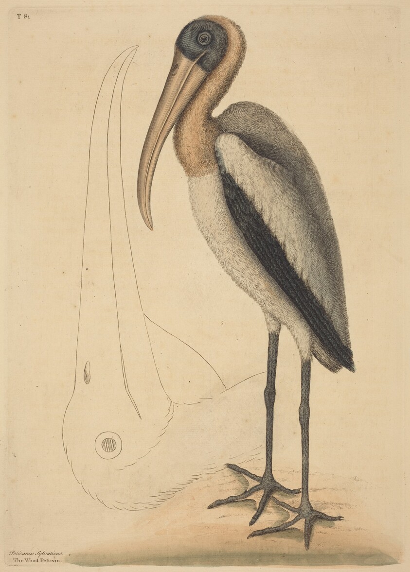The Wood Pelican (Tantalus Loculator)