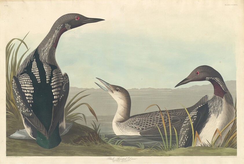 Black-throated Diver