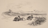 Canards Sauvages, Karl Bodmer