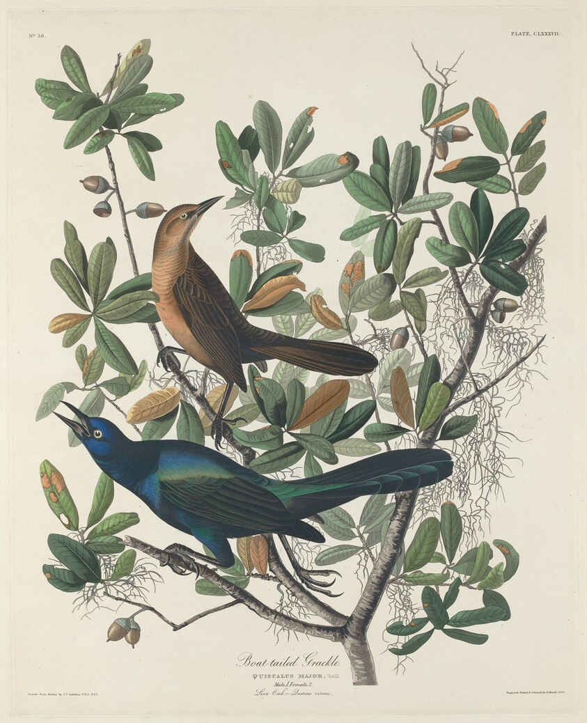 Boat-tailed Grackle