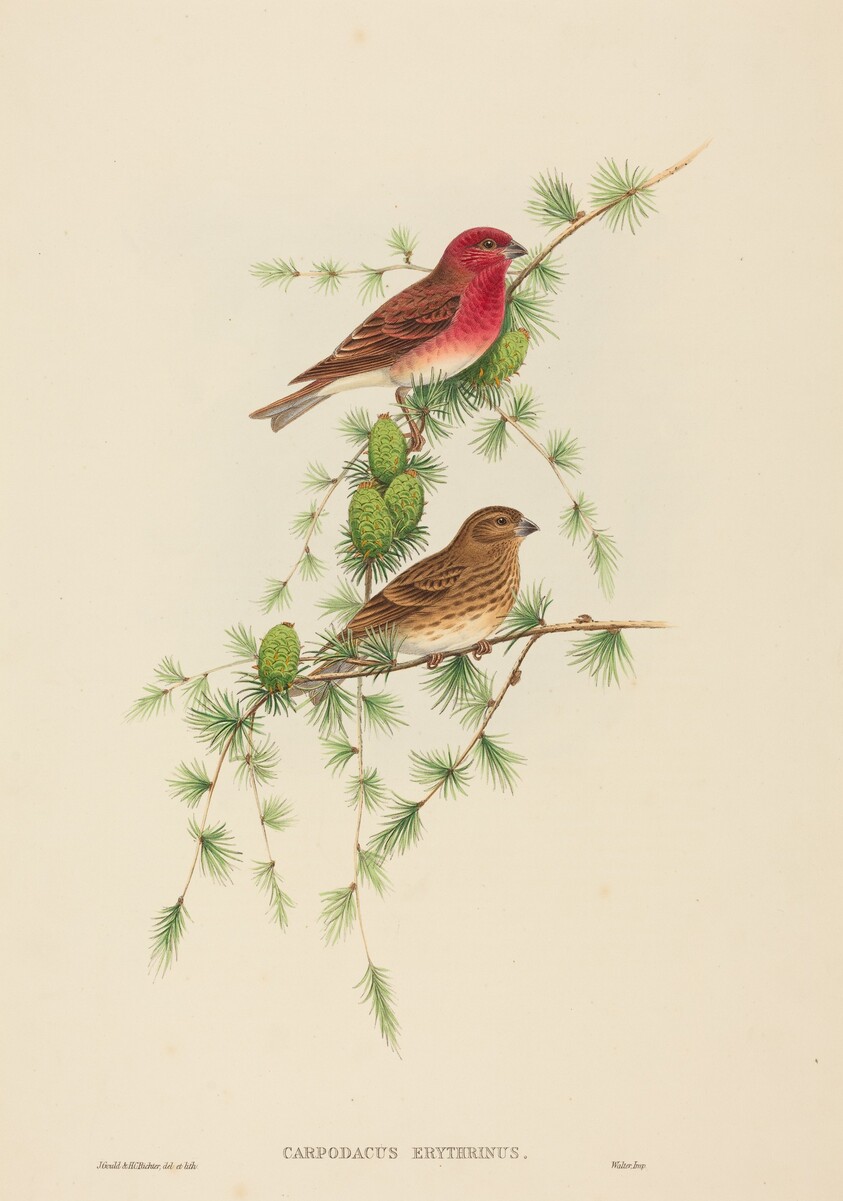 Carpodacus erythrinus (Common Rose Finch)