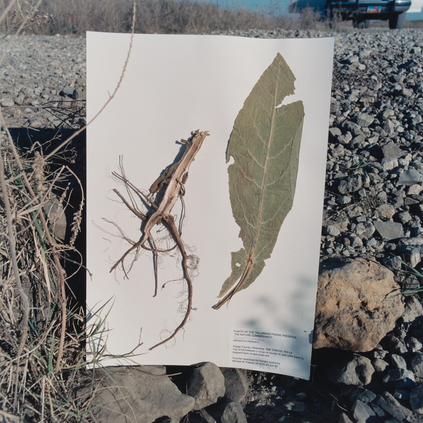 Verbascum thapsus, Common Mullein