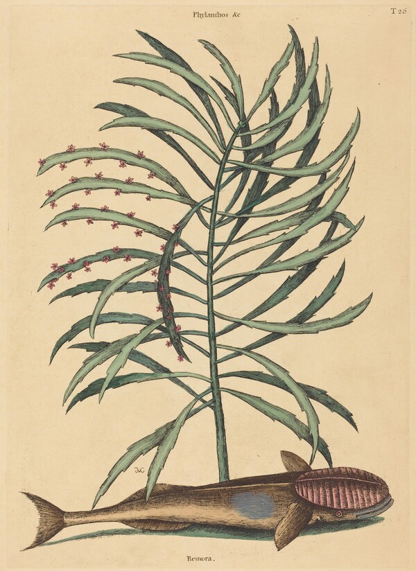 The Sucking Fish (Echeneis Naucratis)