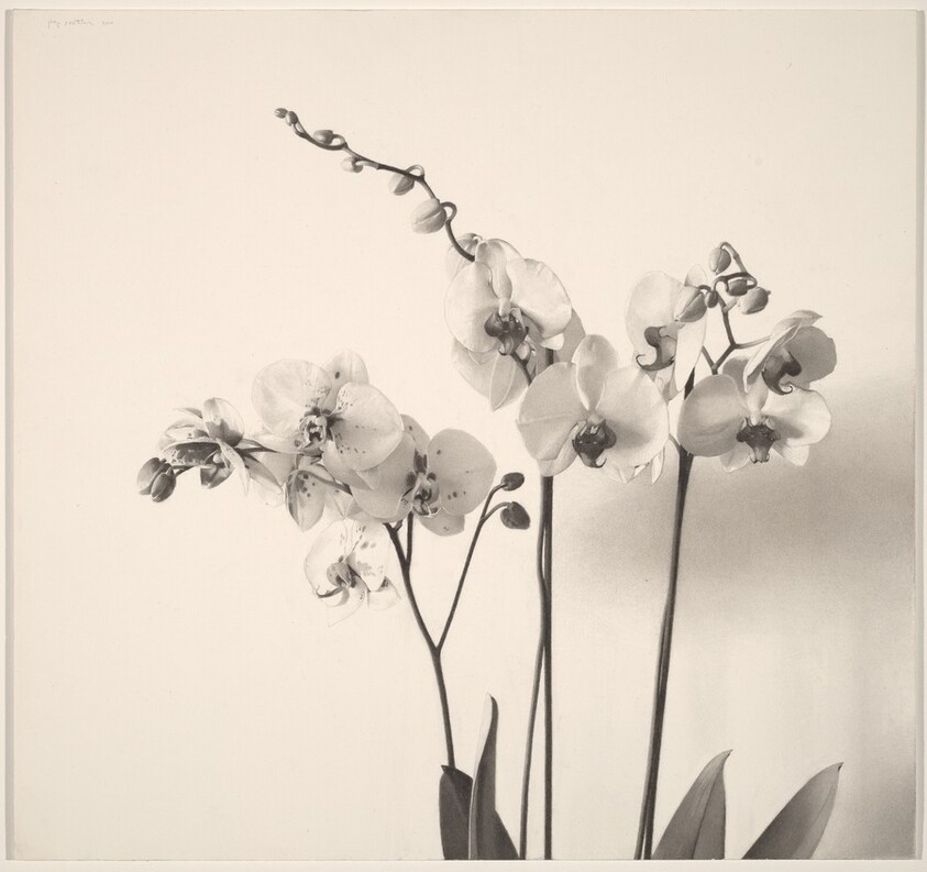Orchids