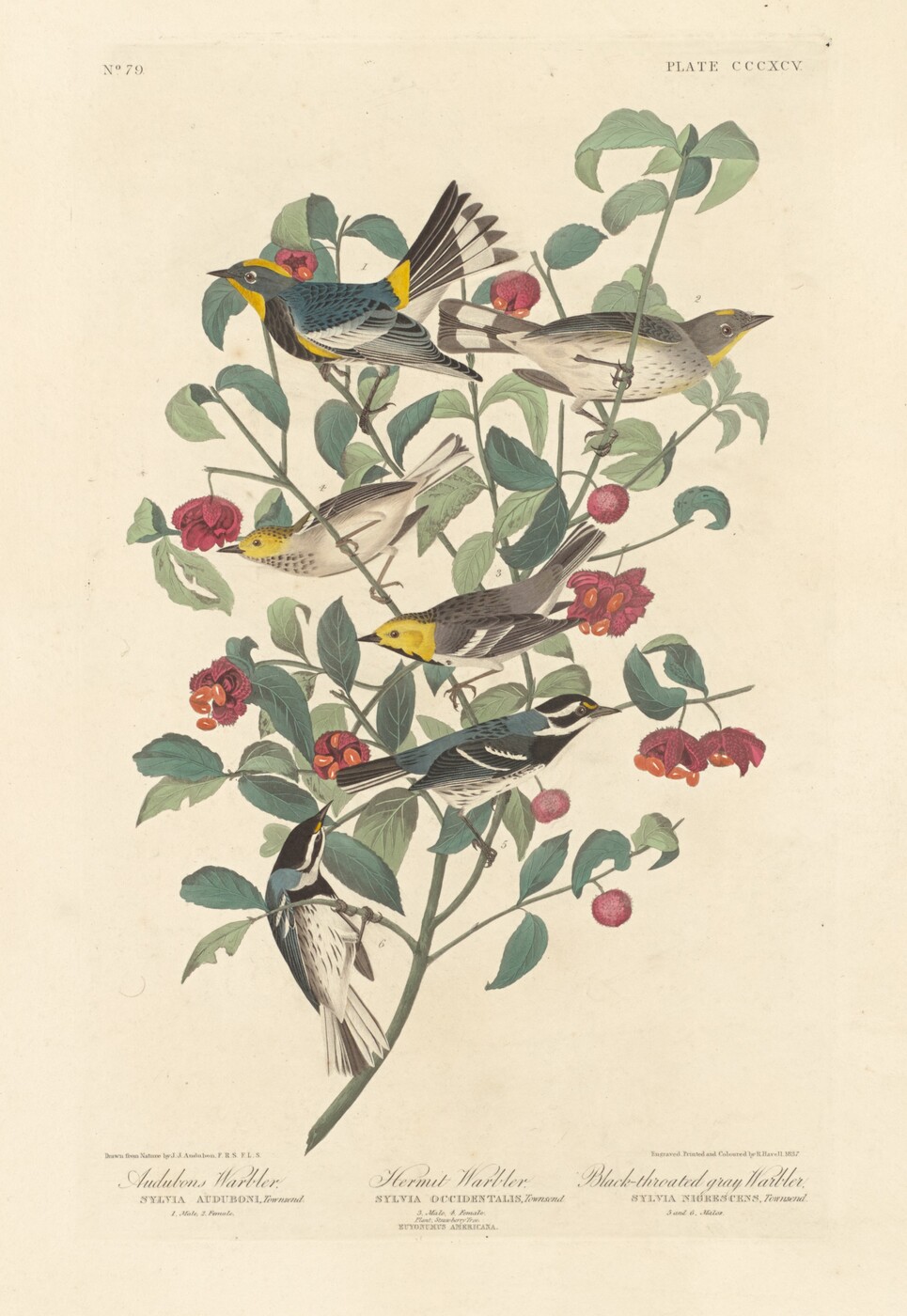 The image shows a cluster of six small birds perched on greenery with clusters of red flowers and berries. The color palette includes natural tones like greens, vibrant yellows, blues, and rich reds. The birds are positioned centrally amidst the branches with one bird clinging to a lower branch.
