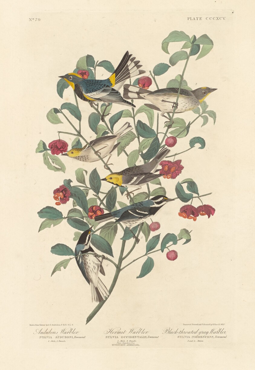 Audubon's Warbler, Hermit Warbler and Black-throated Gray Warbler