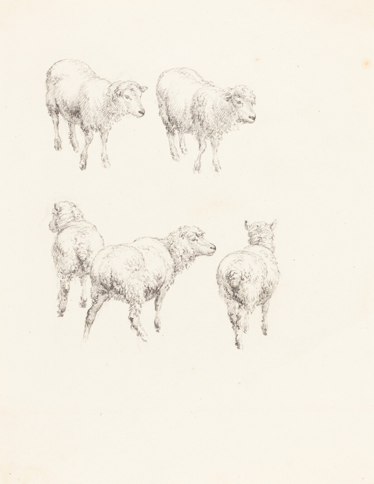 Five Sheep