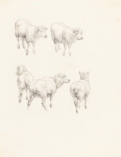 Five Sheep