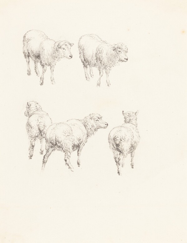 Five Sheep