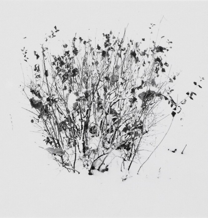 The image shows a close-up of slender branches with sparse leaves. The perspective is direct, showing the tangled arrangement of twigs and leaves. There is no visible horizon line. The brushstrokes define the twigs and leaves clearly, resembling an ink sketch or pencil drawing. The color palette is monochromatic, mainly black and white, emphasizing contrast and simplicity. The background is blank, focusing attention on the branches.