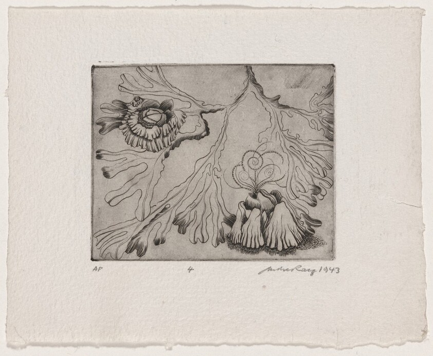 Untitled (Kelp and Oysters)