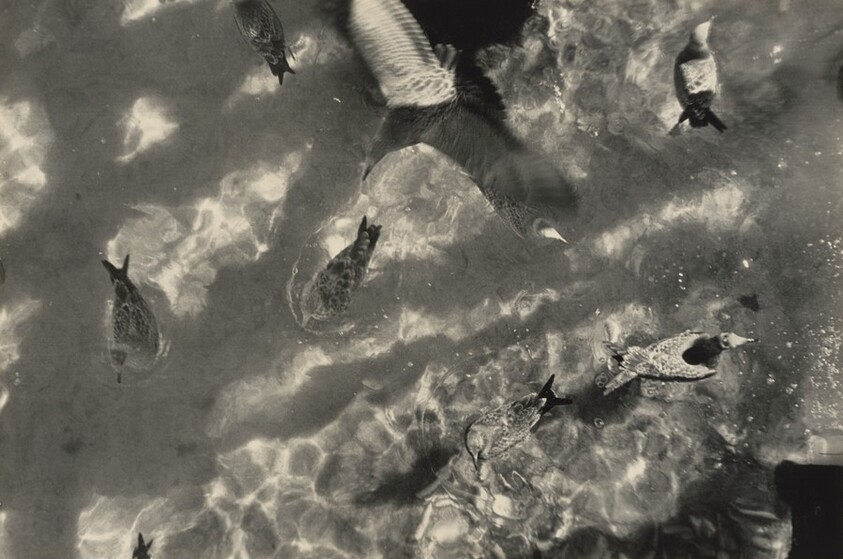 Seagulls, Provincetown