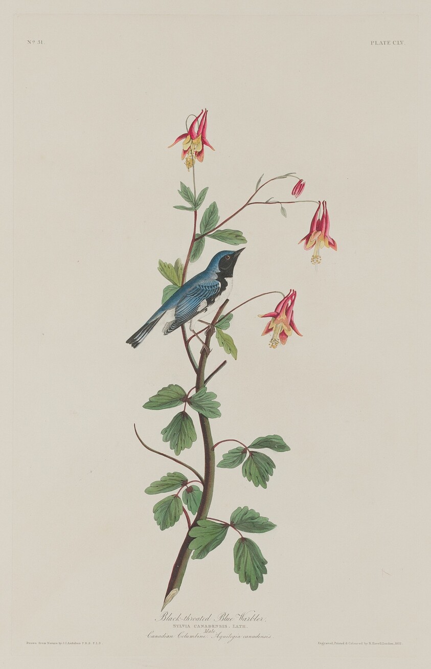 Black-throated Blue Warbler