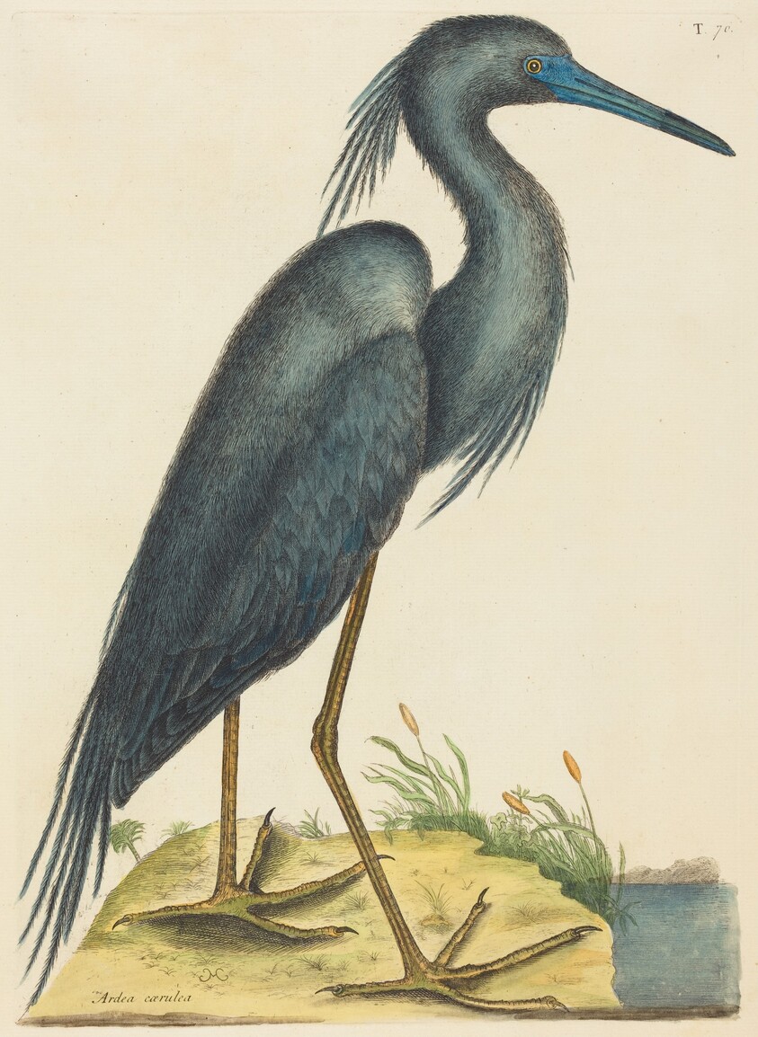 The Blue Heron (Ardea coerulea)