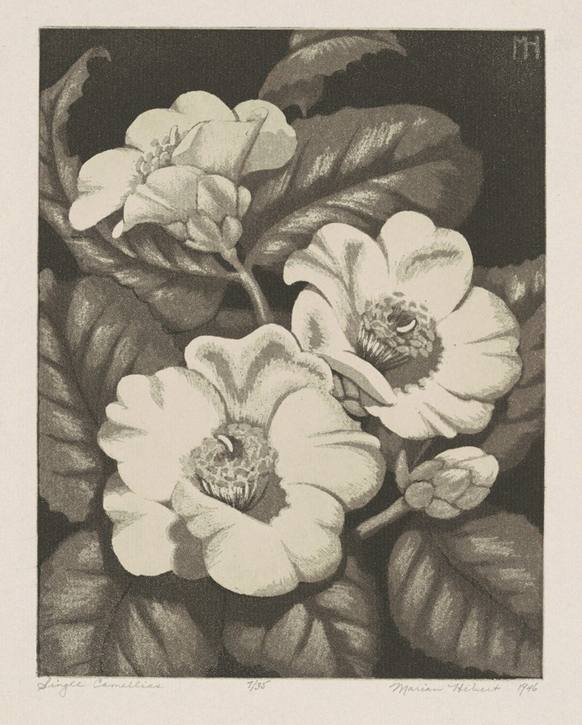 Single Camellias
