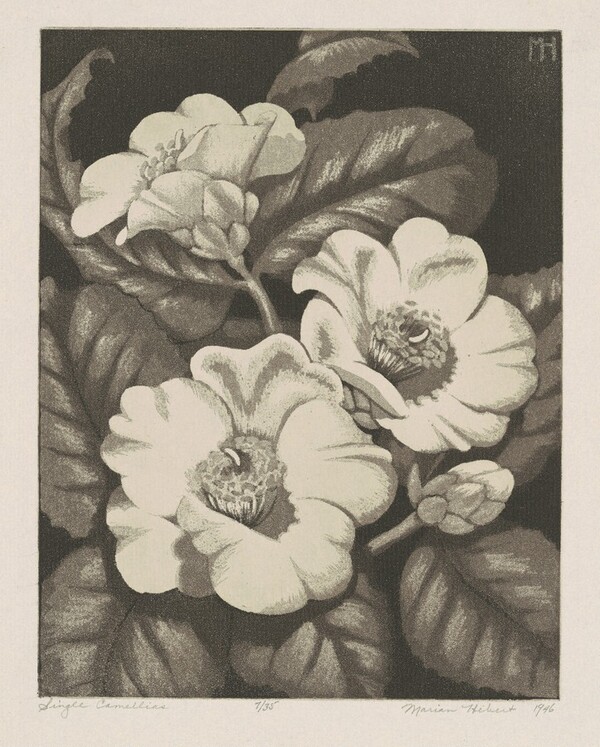Single Camellias