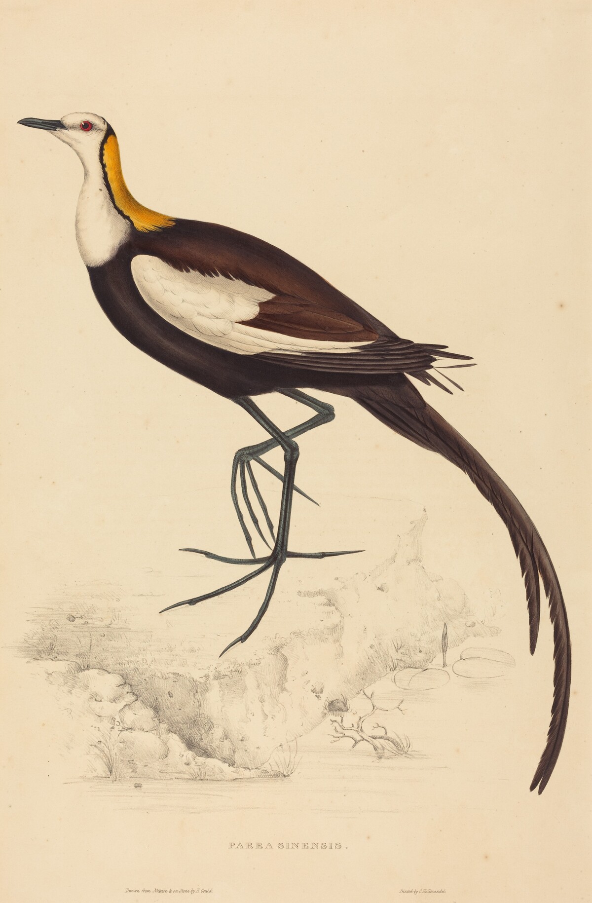 Parra Sinensis (Pheasant-Tailed Jacana)