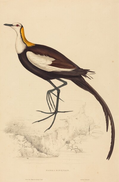 Parra Sinensis (Pheasant-Tailed Jacana)