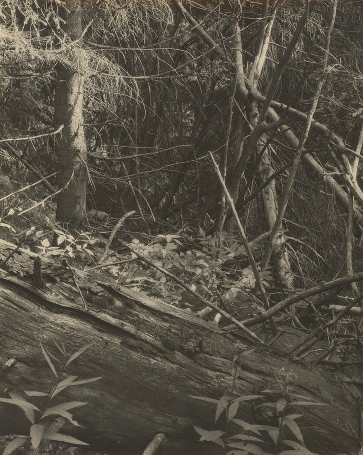 Primeval Forests