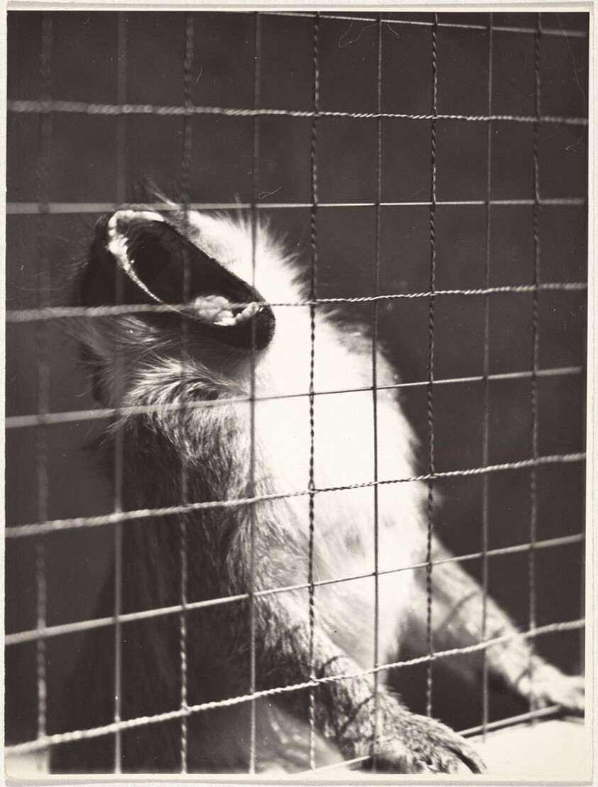 Baboon in zoo, Zurich--40 Fotos