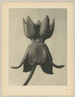 Asclepias syriaca, Karl Blossfeldt, 1928