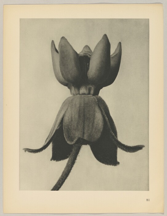 The image shows a close-up of a flower viewed from below, displaying its sepals and petals. The color palette is monochromatic with shades of gray, creating a vintage or black-and-white look. The flower is centered, with its stem reaching down from the bottom, and the petals are facing upwards.