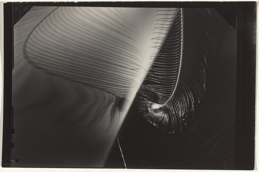 Peacock feather--Design