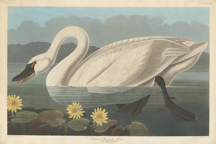 Common American Swan