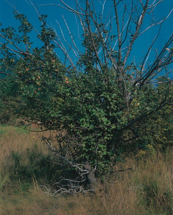 A V-shaped tree fills this vertical color photograph. The branches fan up and out from a trunk nestled in tall, tan-colored grass at the bottom center, and extend off the tops and sides of the composition against a clear, vivid blue sky. The area at the center of the tree is bushy and dotted with pale red apples.