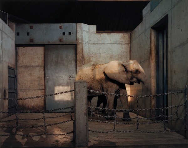 Elephants, Metro Toronto Zoo