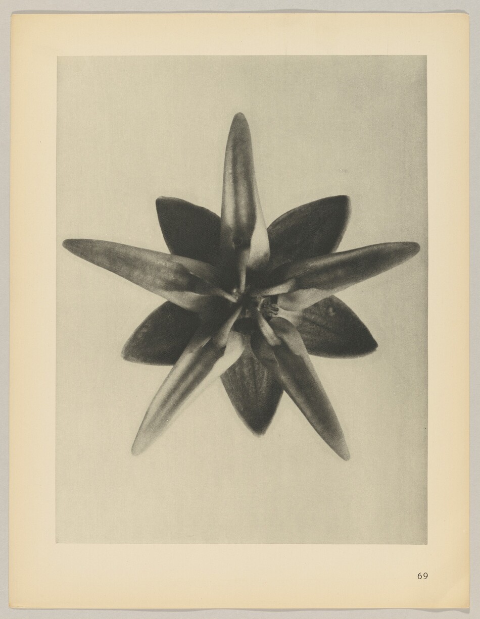 The image shows a symmetrical plant viewed from above, with elongated, pointed leaves spreading out from the center like a star. The color palette is grayscale, with shades of black, white, and gray. The plant is centrally positioned, occupying most of the page, and its leaves extend evenly around. The page displays the number '69' in the bottom right corner.