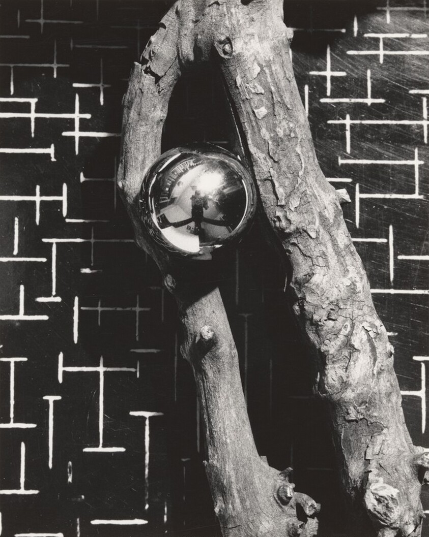 Self-Portrait in Tree Branch