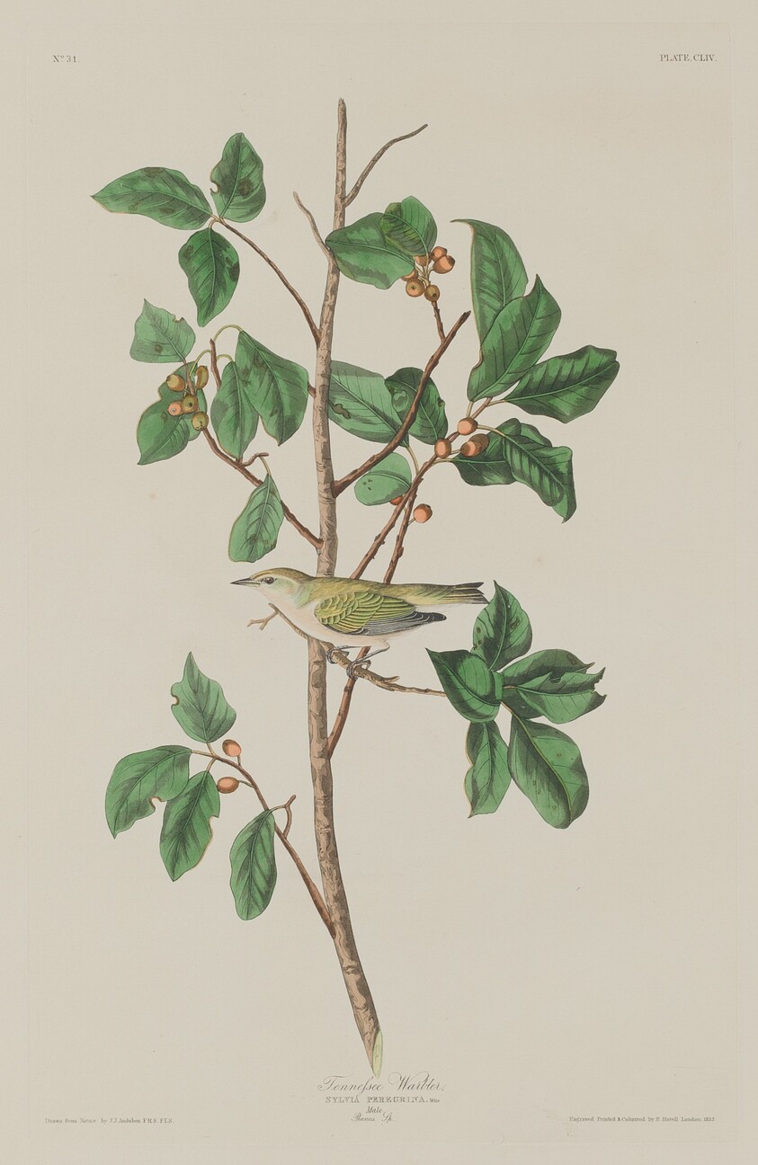Tennessee Warbler