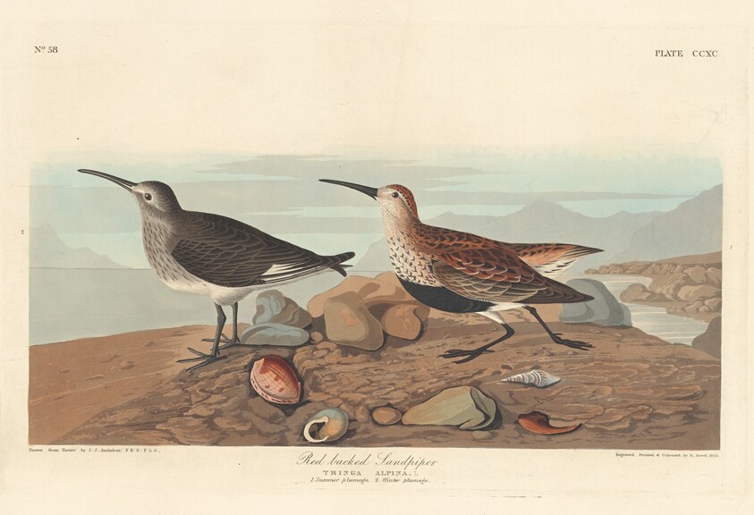 Red-backed Sandpiper