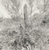 Sonora, Lee Friedlander, 1990s