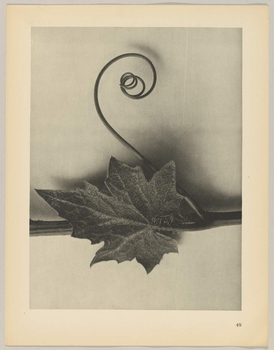 The image shows a large leaf with detailed veins at the bottom center, and a spiraling vine extending upwards. The color palette is monochromatic, displaying shades of grayscale. The leaf is slightly off-center towards the left, while the vine starts near the leaf and curves up to the top center of the image.