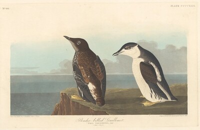 Slender-billed Guillemot, Джон Джеймс Одюбон, 1838