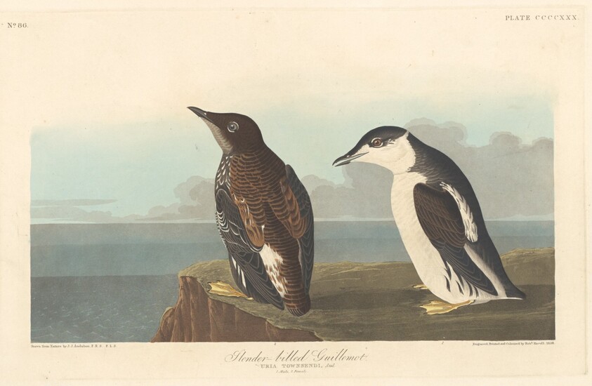 Slender-billed Guillemot