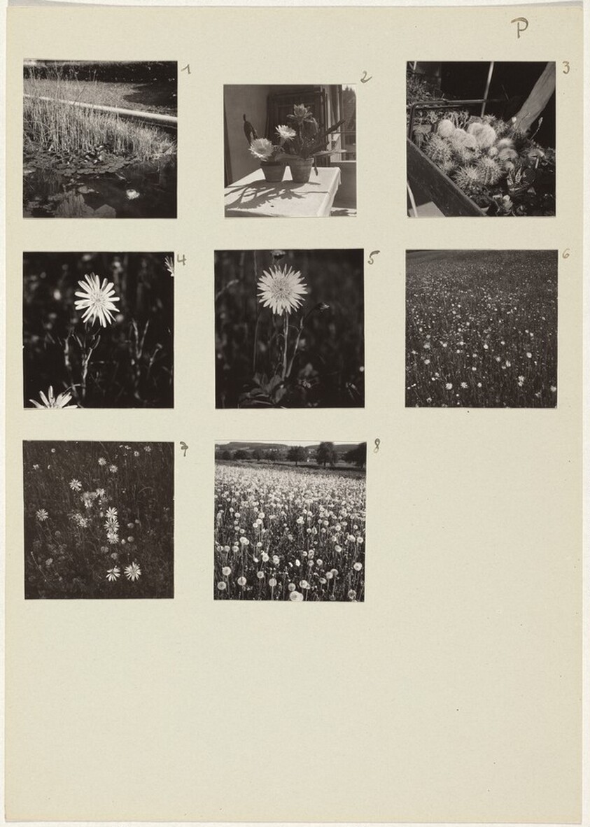 Die Pflanze (Plants) 1-8