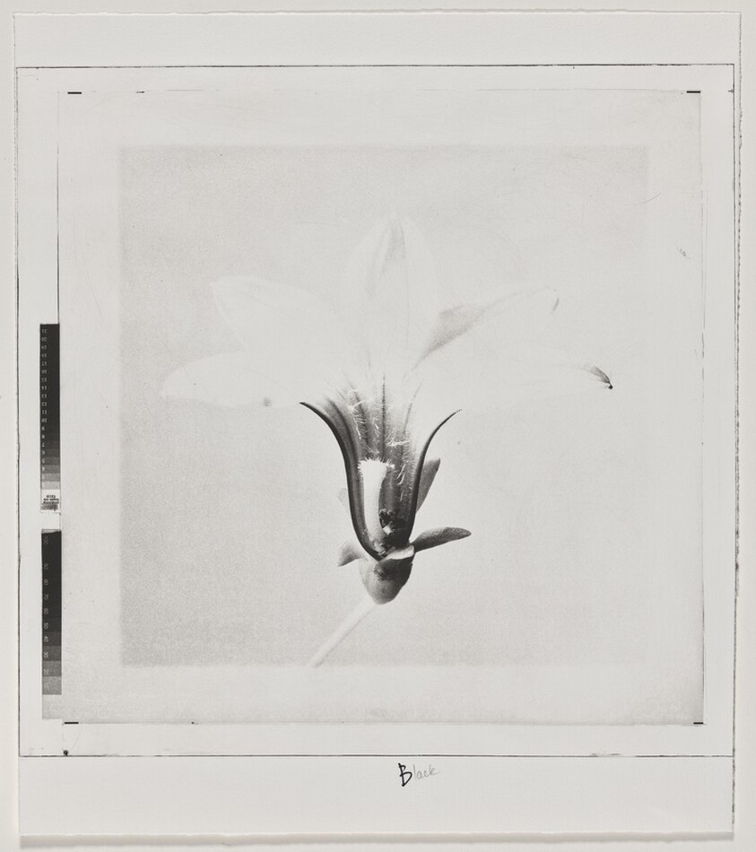 Naupaka (Front) [working proof 4]