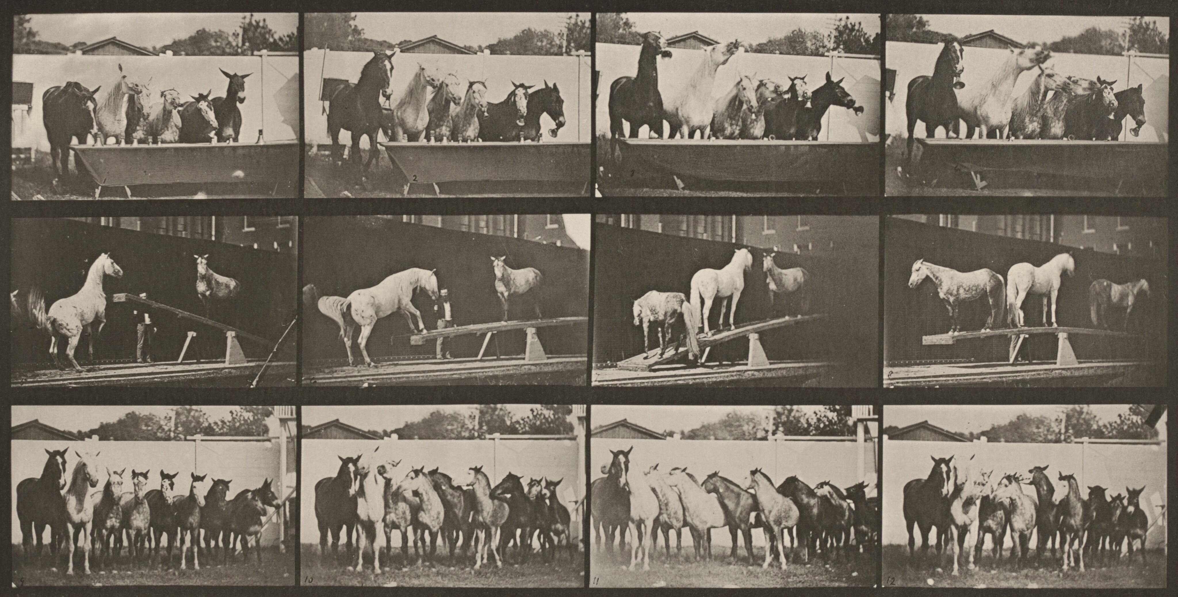 アート・デザイン・音楽 Eadweard Muybridge.