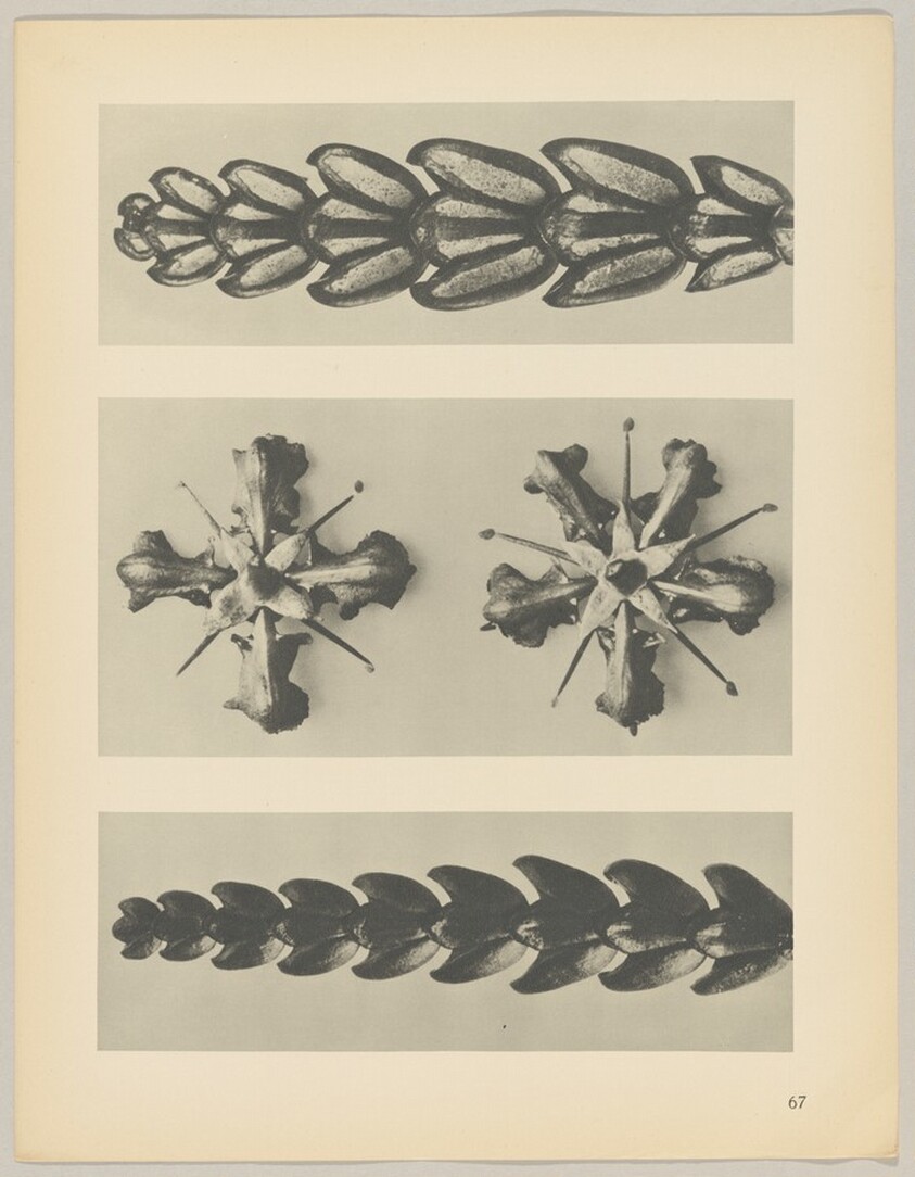 a u. c Thujopsis dolabrata; b Ruta graveolens
