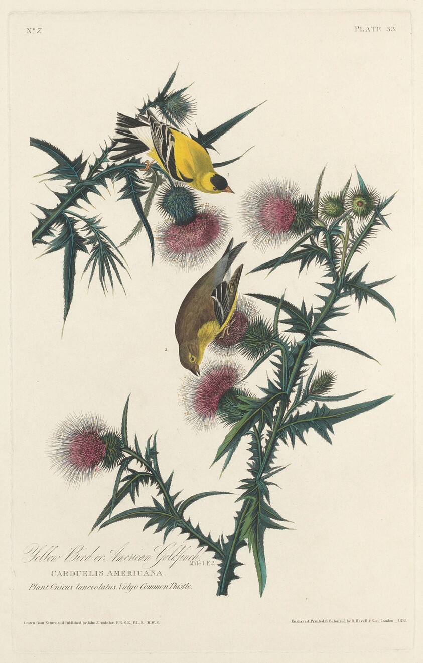 Yellow Bird or American Goldfinch