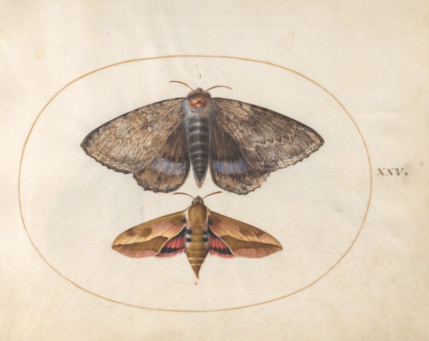 Blue Underwing Moth and Spurge Hawk Moth (plate 25 from Ignis)